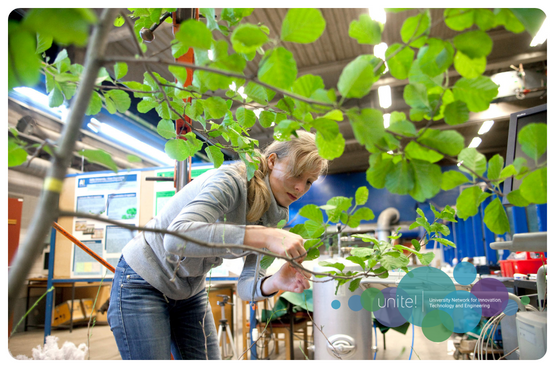 Picture of a researcher working with a branch full of green leaves